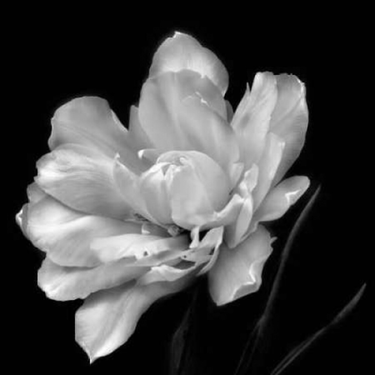 Bullseye Moonshine Poster Print by Conrad Knusten - Item # VARPDX16040